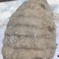 فسیل با قدمت خیلی زیاد