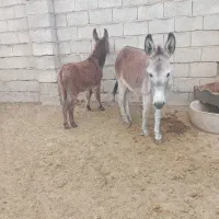 خر جوان با کره نر|حیوانات مزرعه|گنبد کاووس, |دیوار