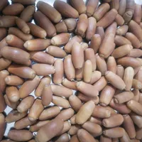 بلوط|گل و گیاه طبیعی|مشهد, کوی دروی|دیوار
