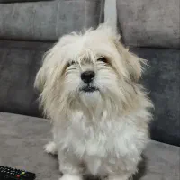 واگذاری سگ شیتزو ریگان