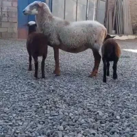 میش و دوعدد بره ۲ماهه خوراک خور کاملا سالم سرحال