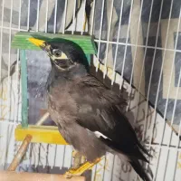 مرغ مینا سخنگو