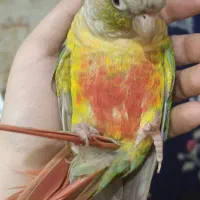 گرینچیک همراه با قفس و وسایل
