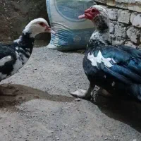 مرغابی مسکویی بالغ