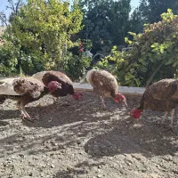 باسلام نژادبربون