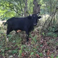 فروش دام|حیوانات مزرعه|مرزن‌آباد, |دیوار