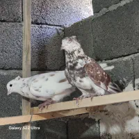 یک جفت حیون پرشی مایه