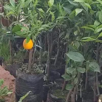 نهال پرتقال میوه دار ۲ ساله