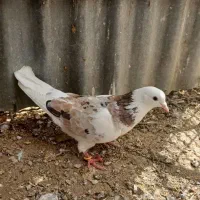 فروش کبوتر