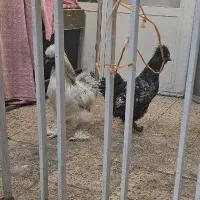 خروس ابریشمی|حیوانات مزرعه|تهران, دردشت|دیوار