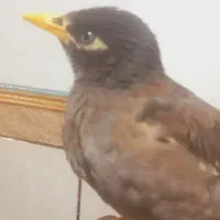 فروش مرغ مینا فنچ نرگسی جوجه عروس هلندی ج کوتوله|پرنده|میرجاوه, |دیوار