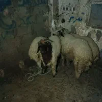 گوسفند چااق سفارشی همه نر باتخفیف|حیوانات مزرعه|اهواز, سلطانمنش|دیوار