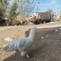 خروس زیبا و با کیفیت