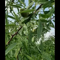 فروش زمین ۶۰۰ متری