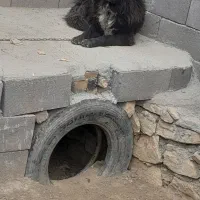 سگ معاوضه