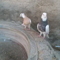 طوقی هفت رنگ