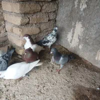 کبوتر پرشی|پرنده|فیروزه, |دیوار