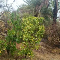 خانه باغ|فروش خانه و ویلا|کهنوج, |دیوار