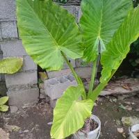 گل بابا ادم