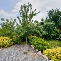 اجاره روزانه/هفتگی/ماهانه ویلا ۴۰۰ متری|اجارهٔ کوتاهمدت ویلا و باغ|چاف و چمخاله, |دیوار