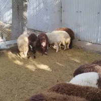بره ماده هترو پای قوچ و قوچ همو(میش،بره نر)