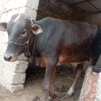 گوساله‌ی‌نر‌