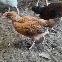 جوجه مرغ گلپایگانی دوماهه واکسن خورده