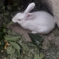 خرگوش