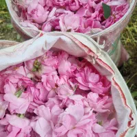 گل محمدی