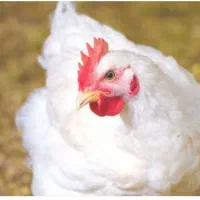 به یک کارگر ساده در مرغ داری