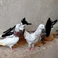 کبوتر|پرنده|خورموج, |دیوار