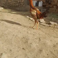 یک عدد جوجه خروس لاری