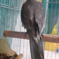 عروس هلندی|پرنده|قوچان, |دیوار