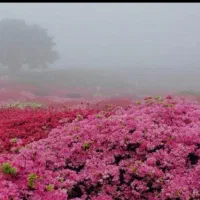 زمین کشاورزی بر جاده اصلی 5هزار مترمربع