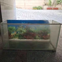 آکواریوم شیشه ای