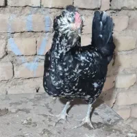 تخم مرغ نطفه دار گلین بدون پرغلط و بدون جیل