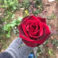 همه نوع گل و نهال درخت|خدمات باغبانی و درختکاری|سرپل ذهاب, |دیوار