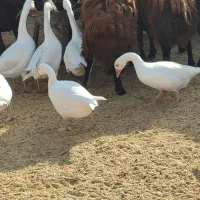 غاز چاقو چله