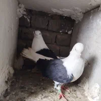 کبوتر شازده یا ابلاغ ی جفت پشدار سیاه ابادان