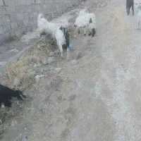 بز زاییده وابستن|حیوانات مزرعه|ناغان, |دیوار