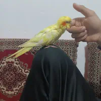 عروس هلندی کاملا دستی