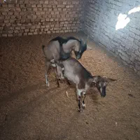 یک جفت کره دورگ الپاین فروشی|حیوانات مزرعه|اردکان, |دیوار