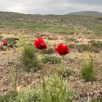 فروش زمین ۱۴۲۰ متری میگون نو شمالی(داخل بافت)|فروش زمین و ملک کلنگی|شمشک, |دیوار