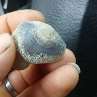 باباقوری معاوضه با عروس هلندی