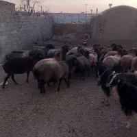 گوسفند برای خانه دار نگه داشتن۲۵ راس