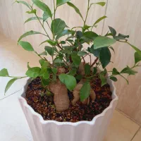 بنسای