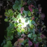 فروش ۵۰ توپ پلاستیک ۵متری