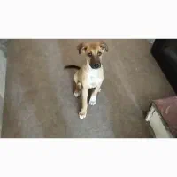 واگذاری سگ خونگی