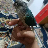 طوطی گرینچیک  راهب ملنگو