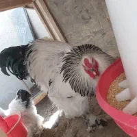 جوجه و تخم نطفه دار برهما